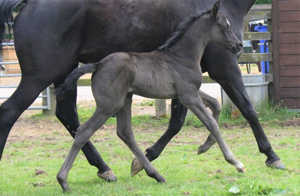 Foal cantering