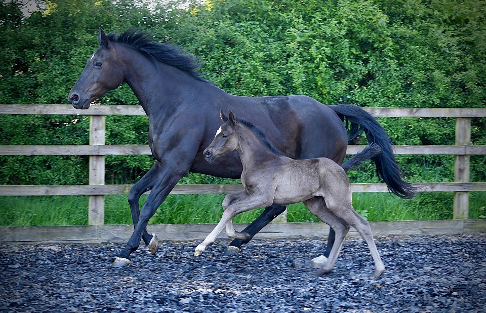 Summer Hit and new foal 2020