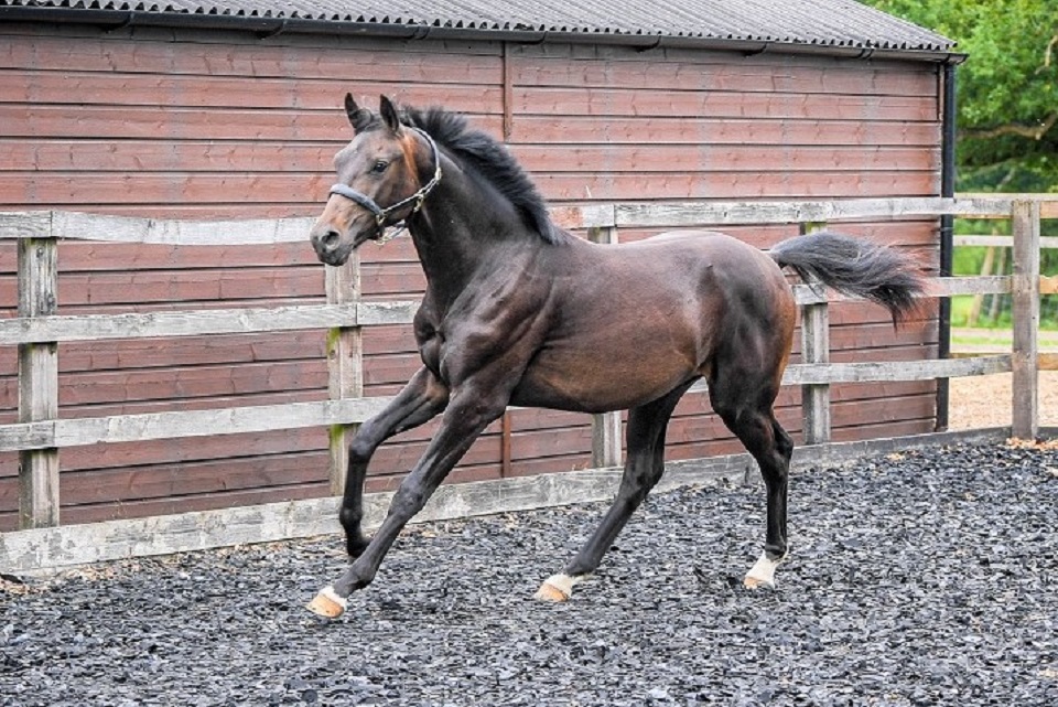 Fitzwilliam Darcy Cantering July 2020